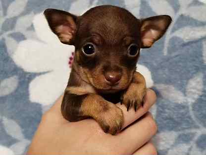 Авито мини той терьер. Мини той терьер. Той терьер триколор. Русский той терьер черно подпалый. Авито собаки мини той терьер.