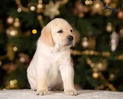 Щенки лабрадора