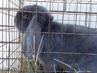 Кролики породы французский баран цена за месяц