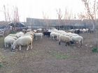 Продаю стадо овец объявление продам