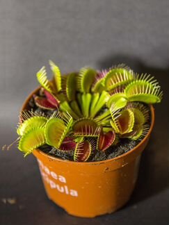 Венерина мухоловка (горшок 9см)