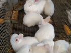 Кролики Белый панон объявление продам