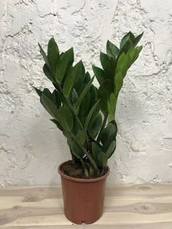 Замиокулькас Zamiifolia