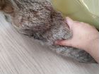 Сибирский кошка в добрые руки бесплатно