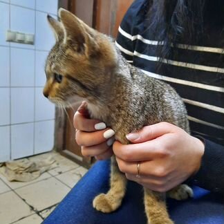 Кошечка полгодика в добрые руки