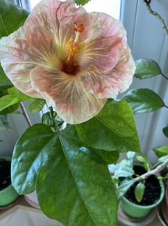 Гибискус Укорененный черенок