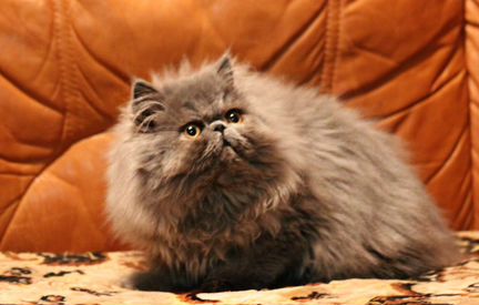 Шикарный котик