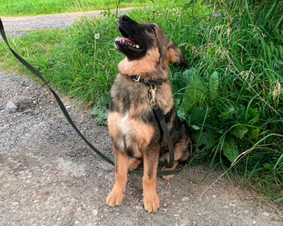 Щенок Доппи ищет дом