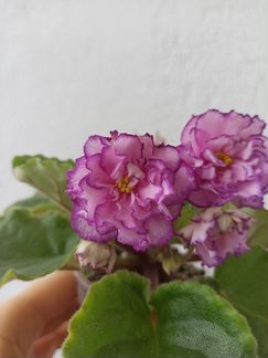 Фиалка сортовая