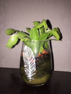 Комнатные растения разные