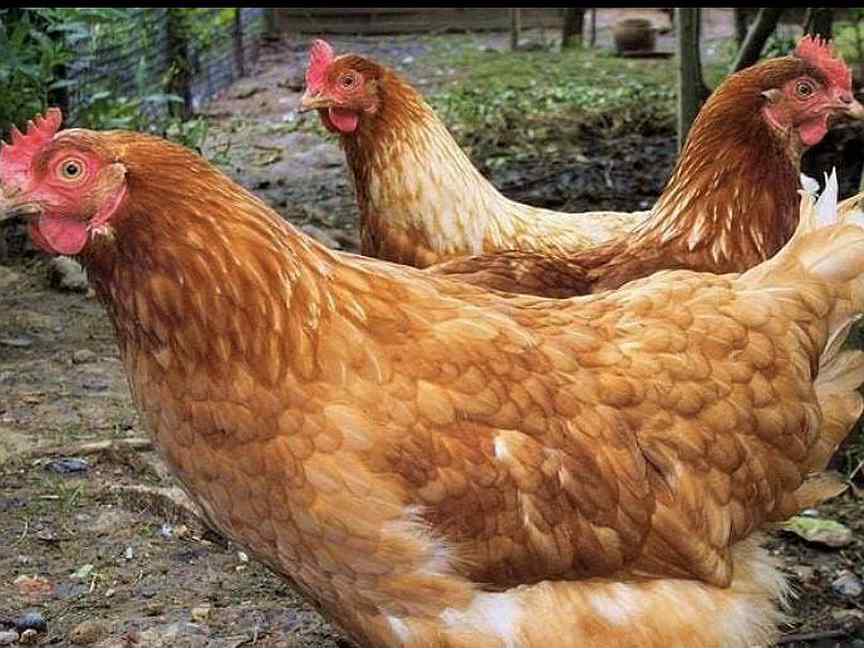 Куры несушки кубань: найдено 85 изображений
