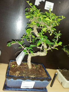 Бонсай Кармона