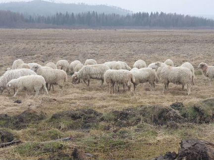 Овцы бараны - фотография № 2