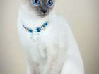 Тайская кошка/голубая Сиамка