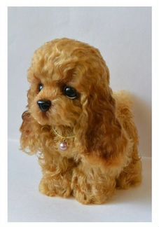 Спаниель шитик