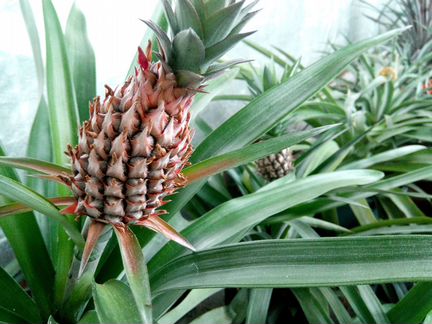 Папайя,банан,лимон,апельсин экзотические растения