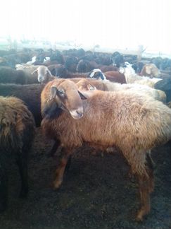 Овцы бараны ягнята - фотография № 4