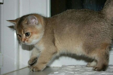 Британские золотые котятки