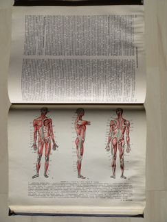 Популярная Медицинская Энциклопедия, 1969