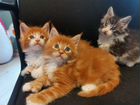Котята мейн-кун полидакты и классические