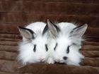 Декоративные карликовые кролики