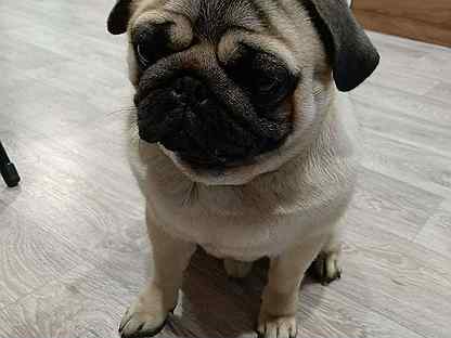 Сенбернар или московская сторожевая. Московская сторожевая собака. Московская сторожевая собака щенок 1 месяц. Щенок богданович. Метис лайки и овчарки.