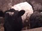Продаются бычки и телки мясной головейский породы объявление продам