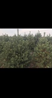 Живые елки и сосны пушистые
