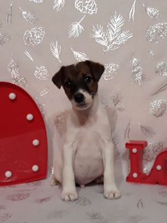 Яркий красавчик