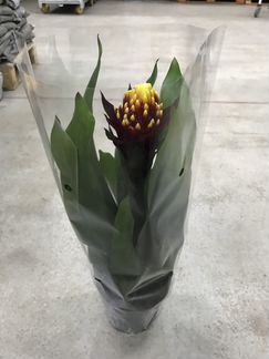 Гузмания Вариада. Доставка