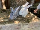 Продаются племенные кролики на развод объявление продам