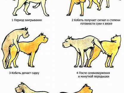 Кокка что значит у собак. Кокка что значит у собак. Анатомия спаривания собак. Лишай у французского бульдога. Кокка что значит у собак.