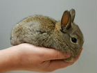 Самая миниатюрная порода кроликов объявление продам