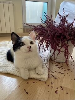 Котенок Снежа ищет дом