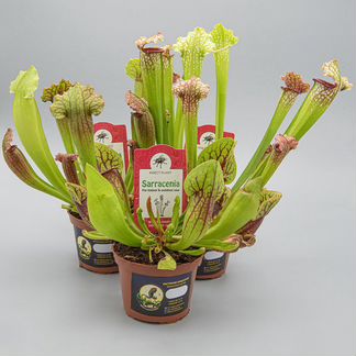 Коллекция из 3х Саррацений