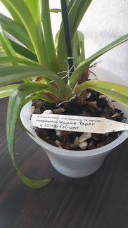 Phragmipedium Hanne Popow x longifolium