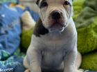 Американский булли щенок, 4 месяца объявление продам