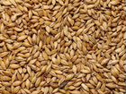 Ячмень пшеница объявление продам
