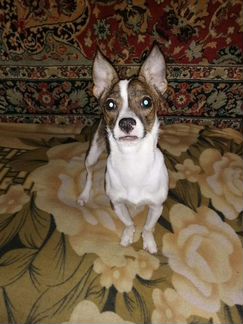 Собака в добрые руки метис