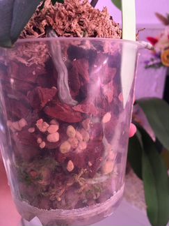 Орхидея summer breath