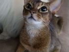 Абиссинская кошка вязка