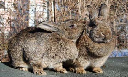 Кролики на завод самки и самцы 7 мес