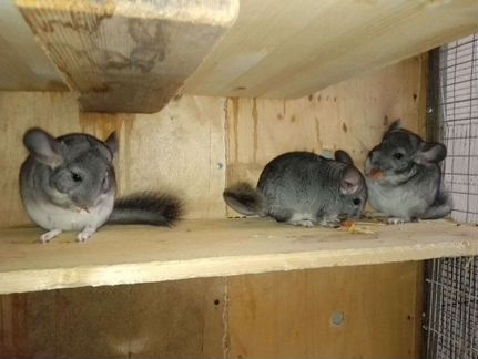 черный и рыжий крольчонок. авито вышний животные. авито вышний животные. анатолийская порода коз. нетель айширской породы в сарае.