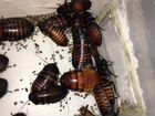 Мадагаскарские тараканы объявление продам