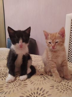 Котята от домашней кошки крысоловки в добрые руки
